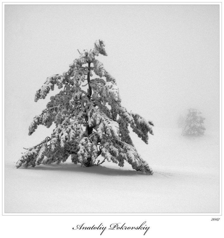 Чёрно-белое безмолвие фото превью