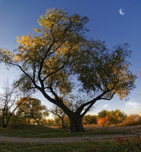 Верба взлелеяна утренним светом.