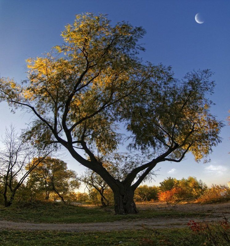 пейзаж, осень Верба взлелеяна утренним светом. фото превью