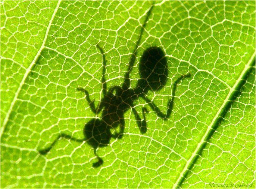 муравей, тень, Надежда Муравьёва