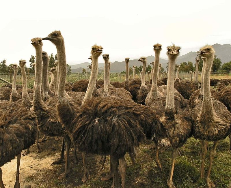 страус Мы тебя не любим фото превью