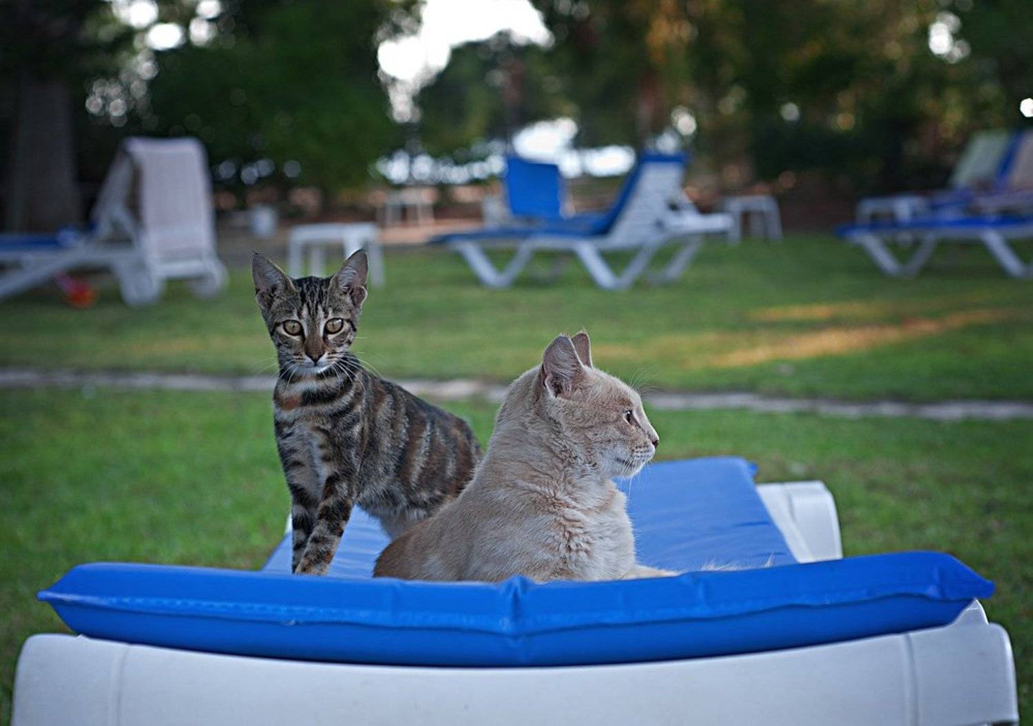 кот, глаза, коты, Andrew