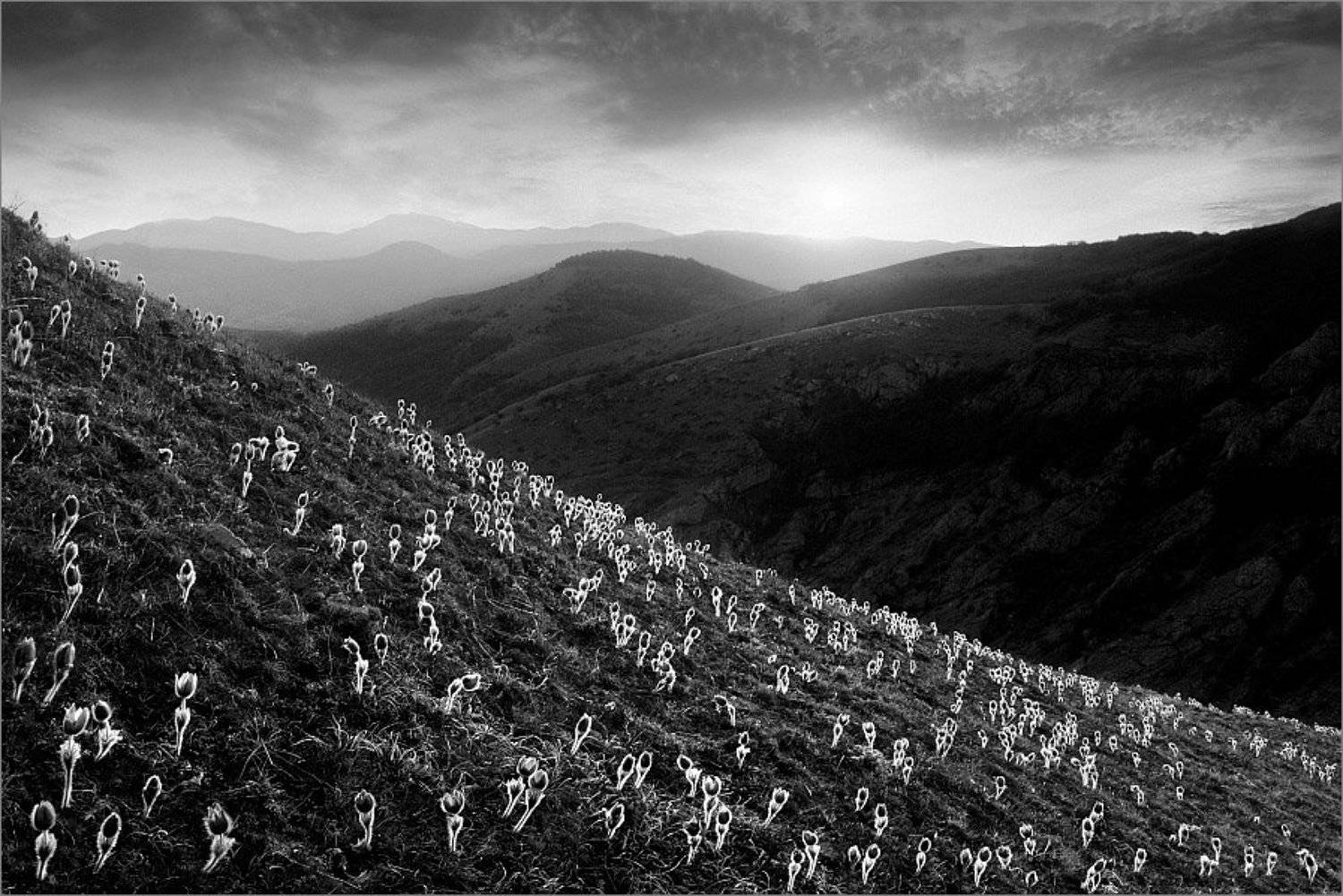 , Алексей Пучков