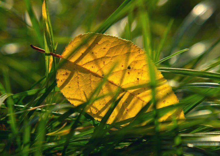 , Лана Тополева