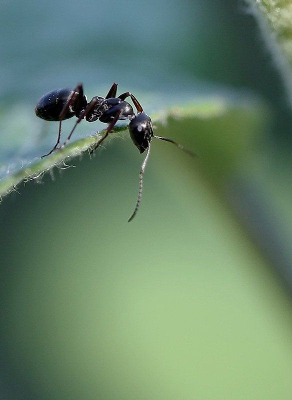 Кто там? фото превью