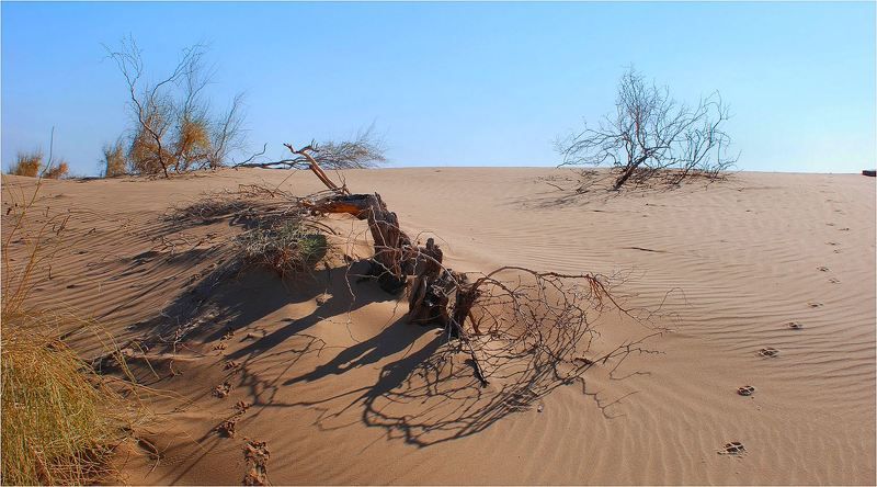 природа, пески, пустыня И мирно...разошлись... фото превью