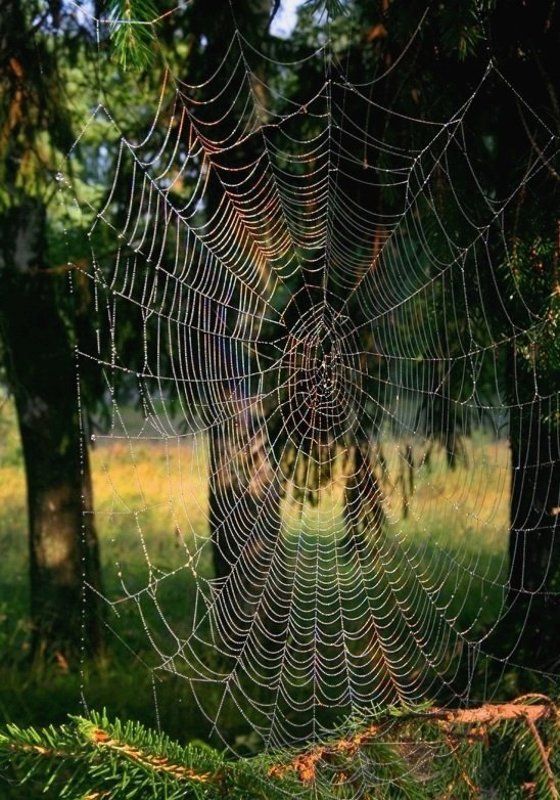 На мою полянку посторонним вход воспрещен фото превью