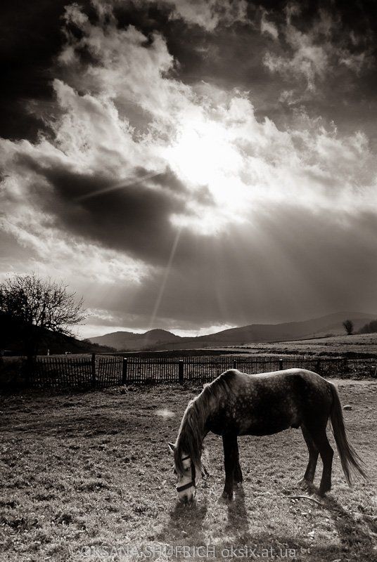 Pasture BW фото превью