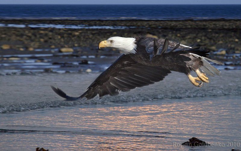 Шасси убраны, полёт нормальный. Аляска 2010 фото превью