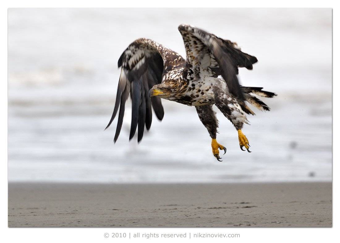 молодой белоголовый орел, птица, дикие животные, птицы, николай зиновьев, фотограф дикой природы, Николай Зиновьев