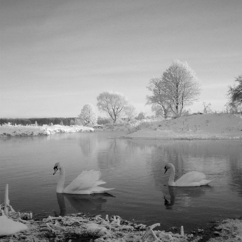 зельва, мороз, 31.12.2009, лебеди, река, ч/б, 6х6 ПАРА фото превью