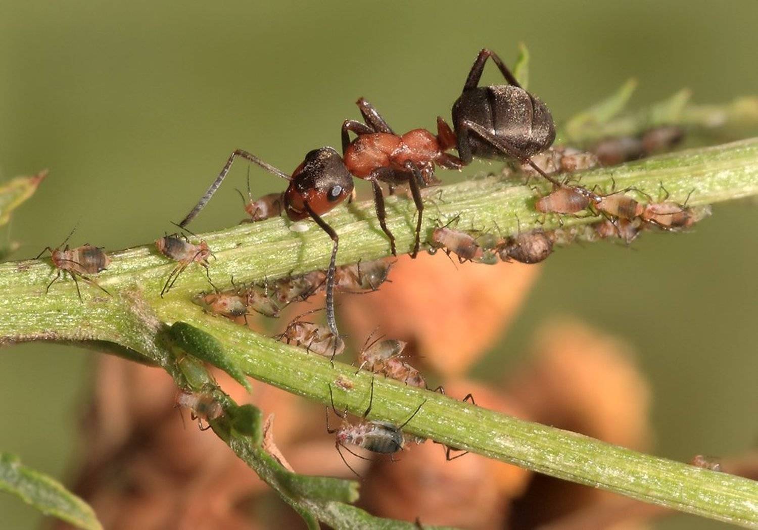 лето, муравей, тля, Олег Сурьянинов