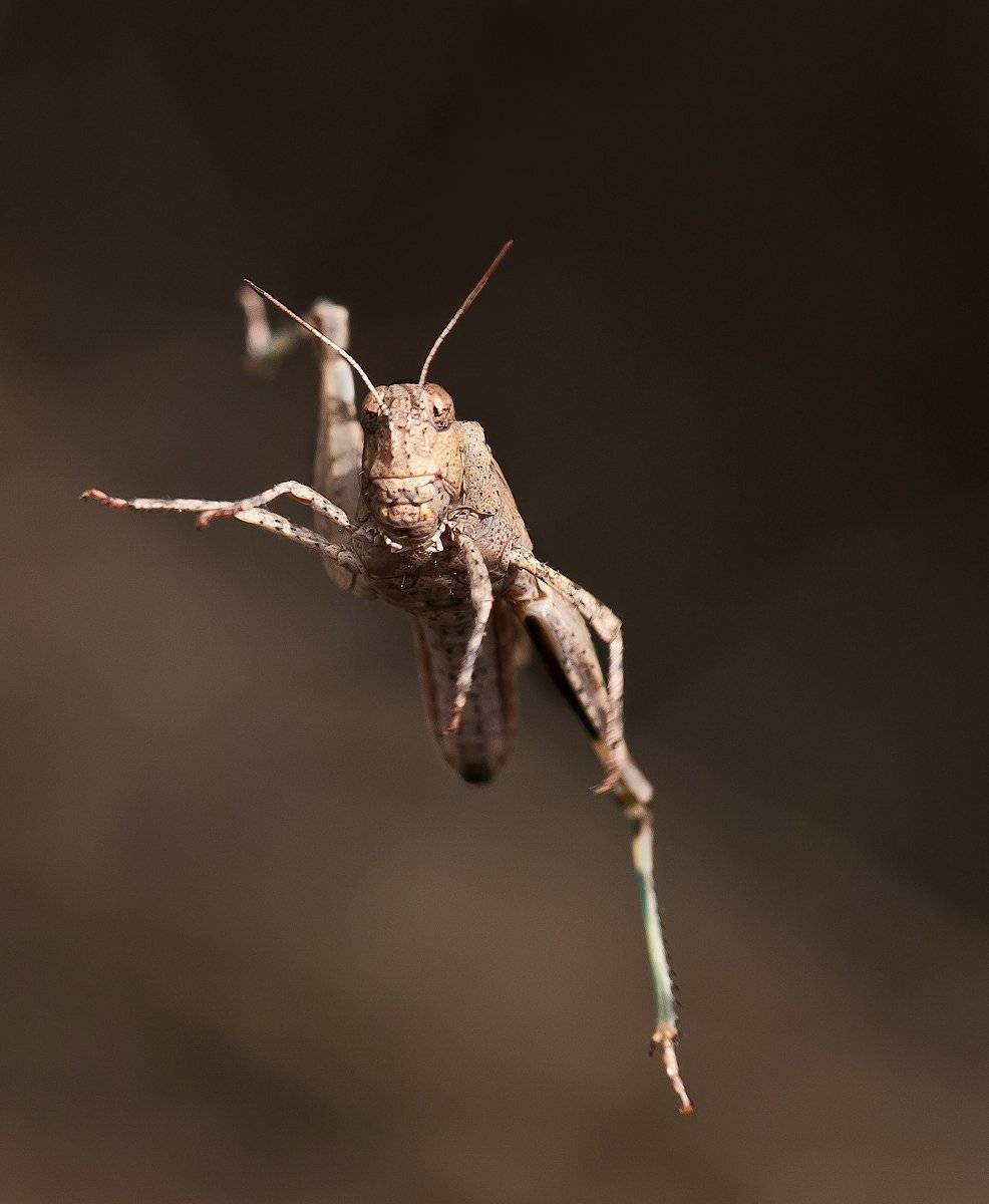 макро, кобылка, кузнечик, саранча, спорт, прыжок, irina