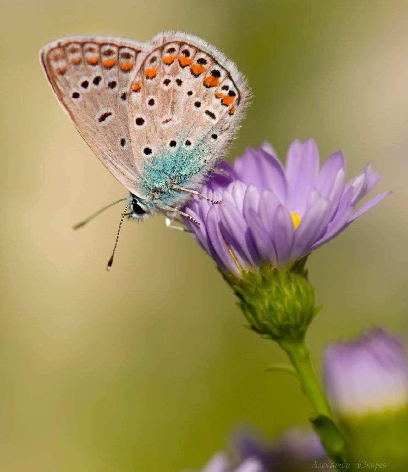 , Александр Юкарев