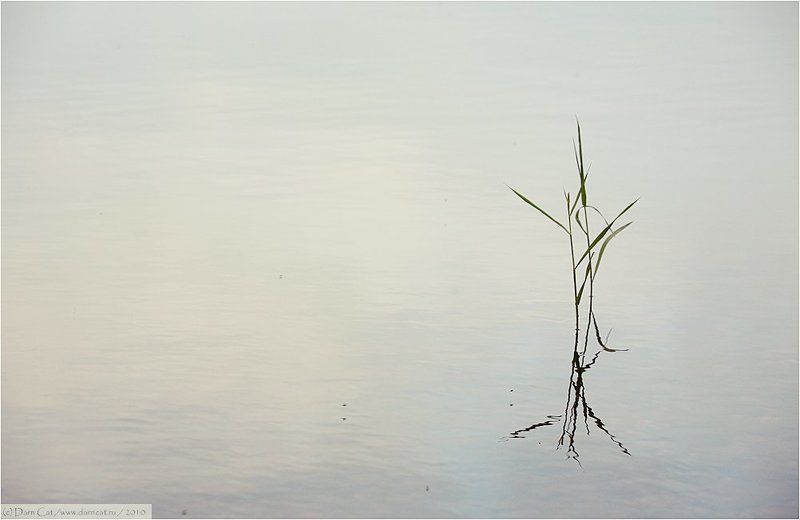 травинки, балет, сцена, танец Балет фото превью