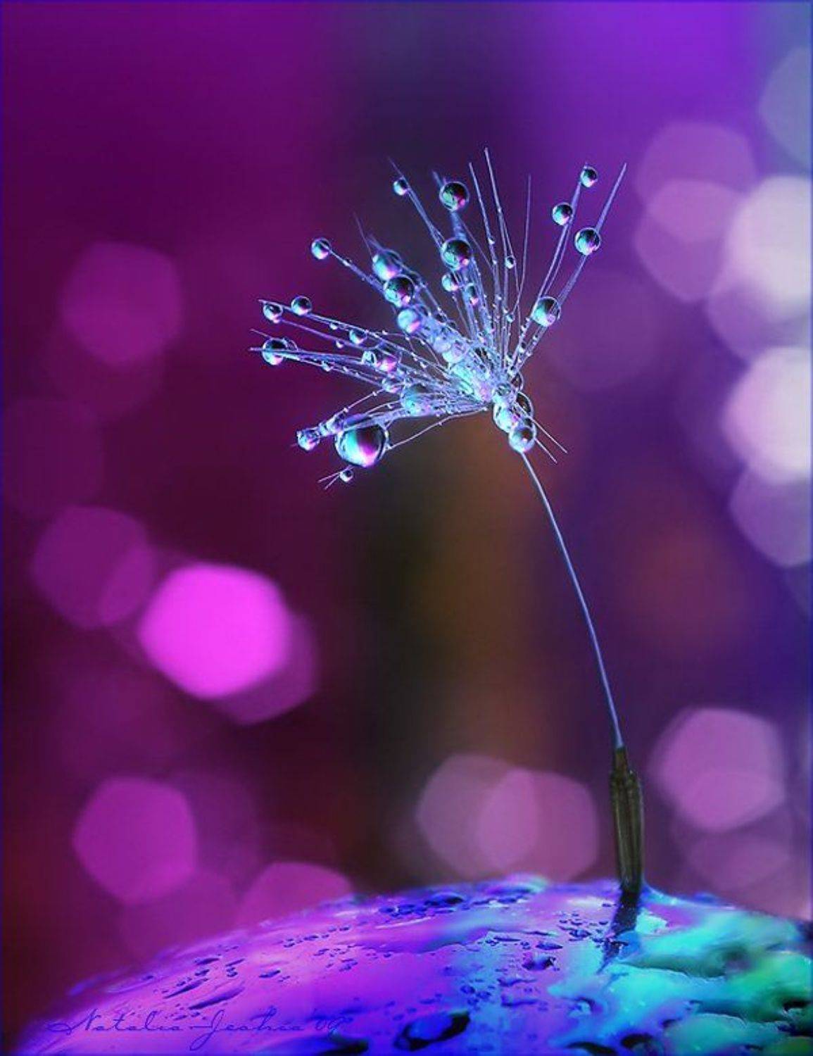 drop, water, air, капля, вода, воздух, natalia, jeshoa art-macro, Natalia Jeshoa