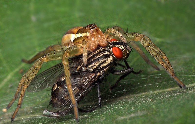 Хочет бедную убить, Цокотуху погубить!... фото превью