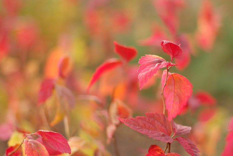 осень осенние акварели фото превью