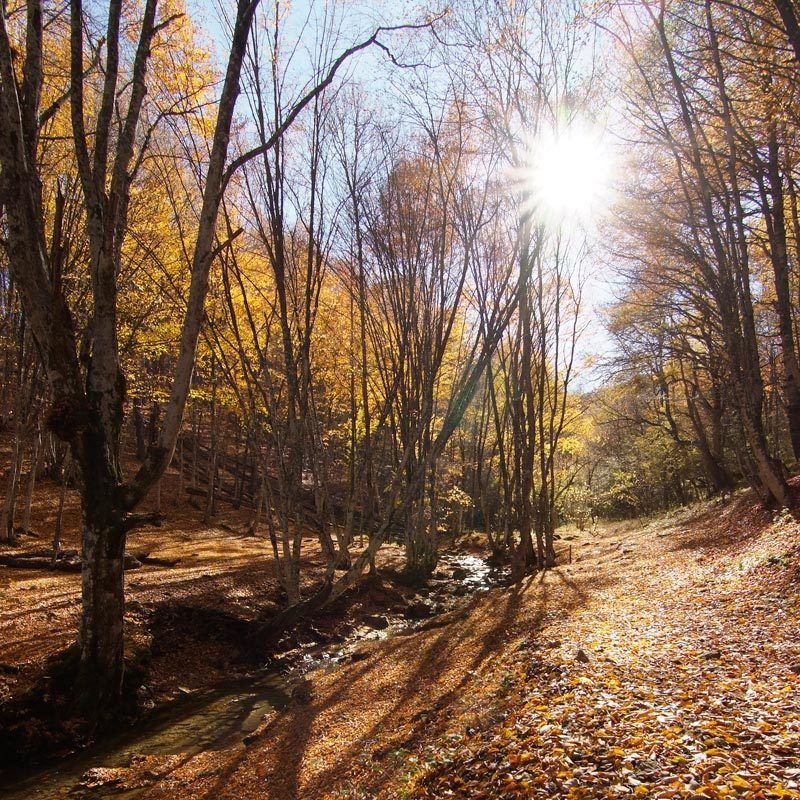 \\\\\\ фото превью