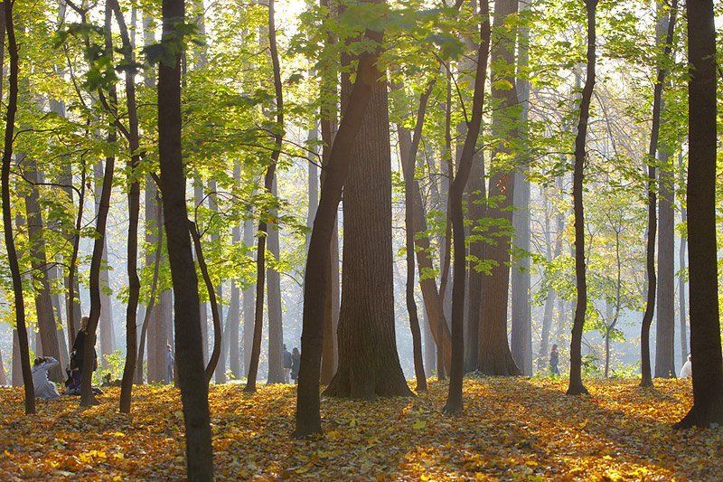 осень фото превью