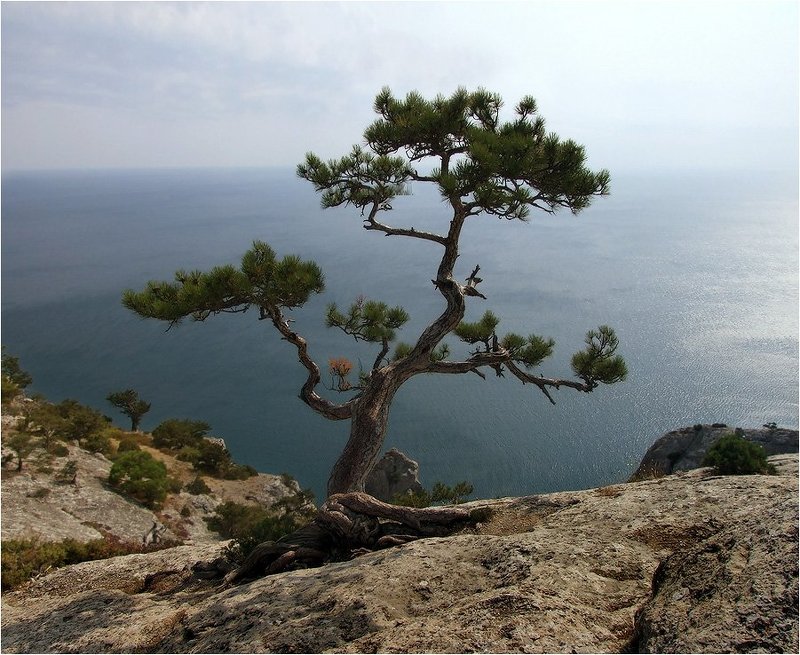 Одинокая сосна фото превью