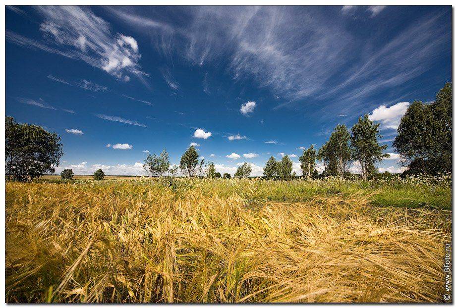 пейзаж, природа, поле, лето, Алексей Строганов