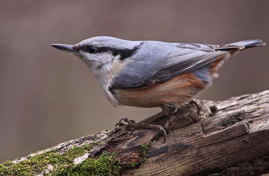 поползень, птицы, Зоя Лаптева