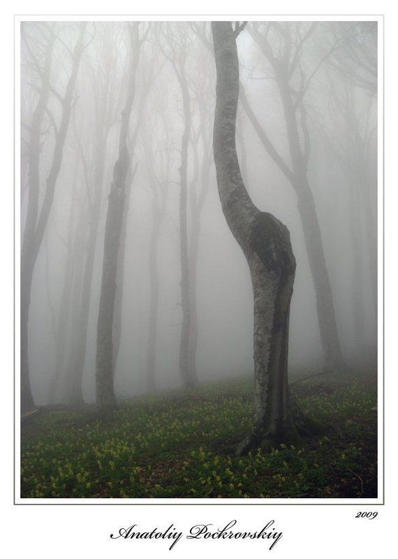 лес, туман, бук, горы, анатолий покровский Затаённое фото превью