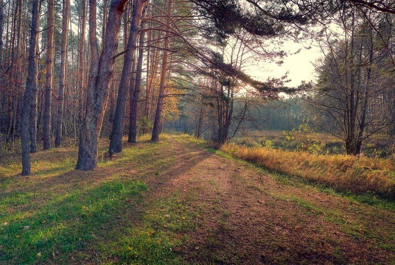 утро, осень, пейзаж осенним утром фото превью