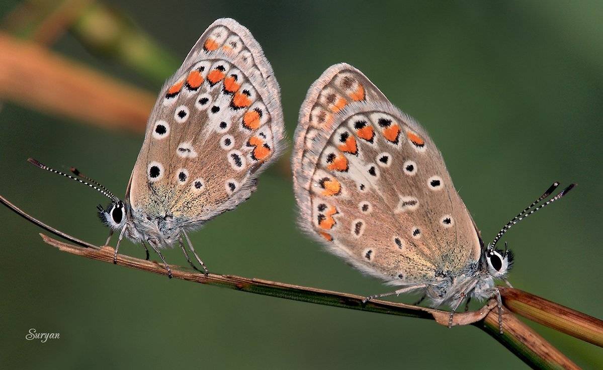 лето, бабочки, травинка, Олег Сурьянинов