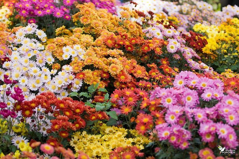 Бал Хризантем фото превью