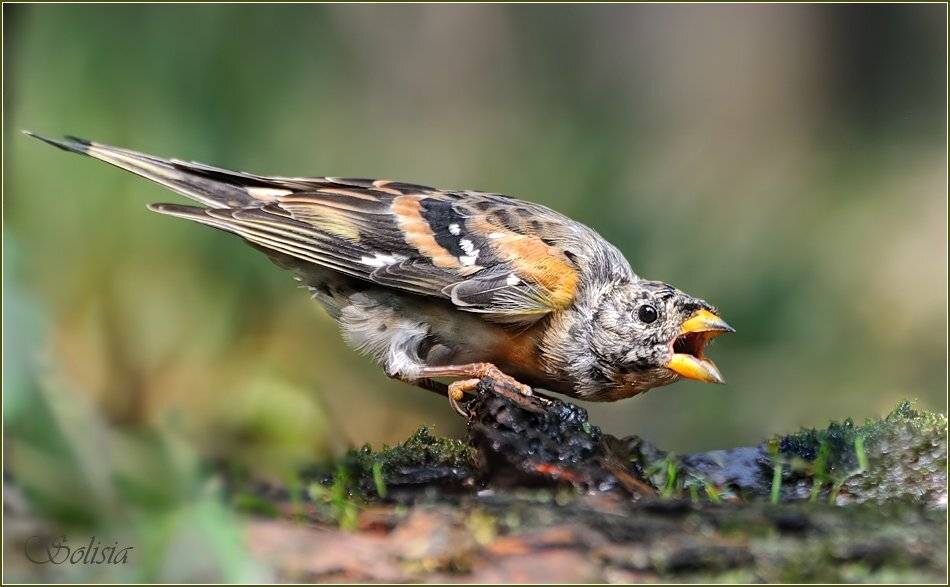 птицы, природа, вьюрок, Солисия