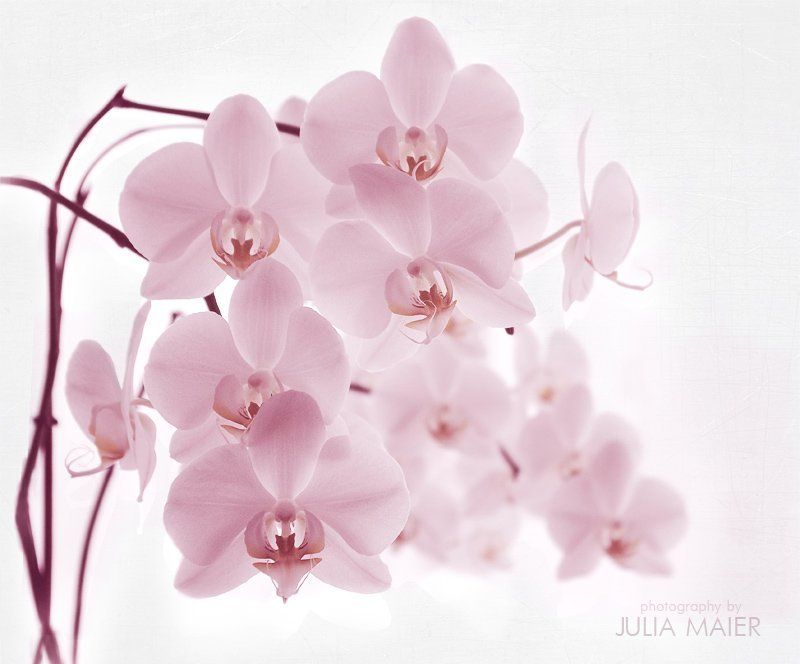 tender фото превью