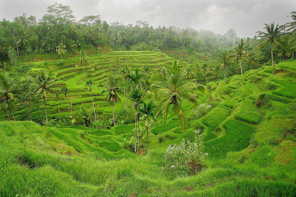 бали, рис, Сергей