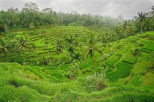 рисовые терассы