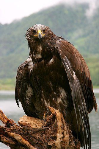 Беркут.После дождя.