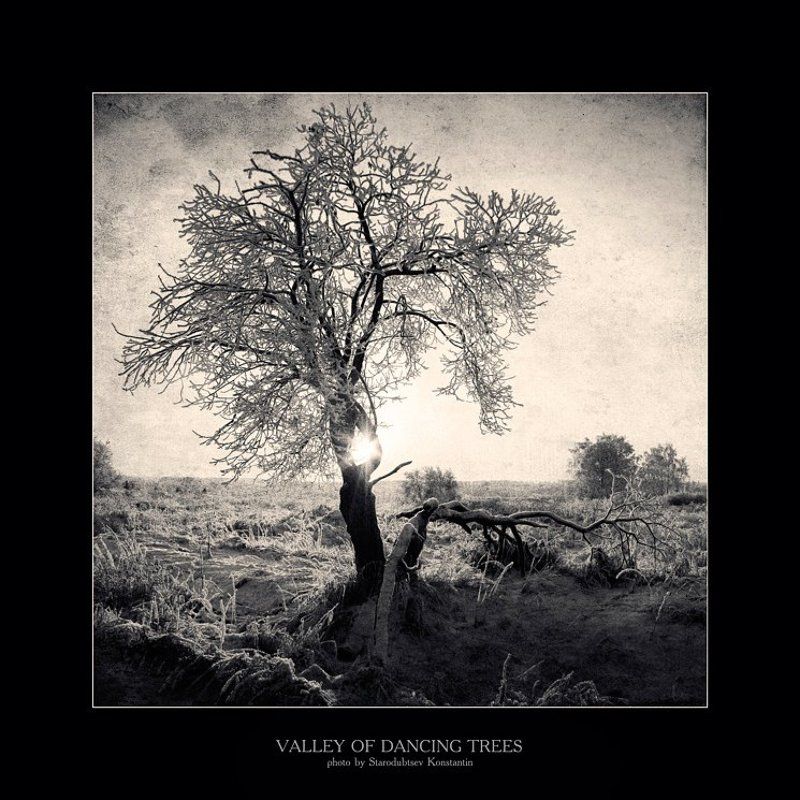 Valley of dancing trees... 2 фото превью