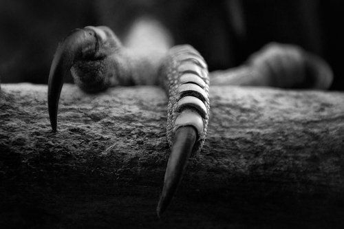 Claws