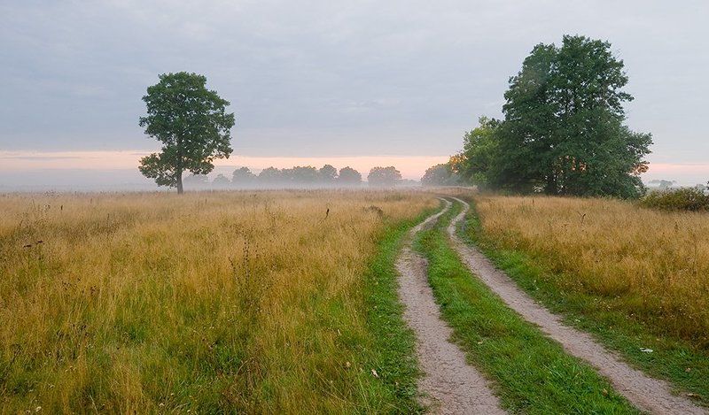 лето, рассвет, туман, поле, дорога, деревья Туманное утро фото превью