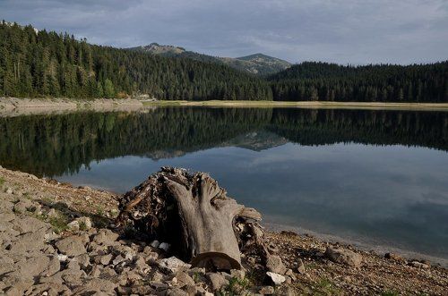 Белое дерево на Черном озере