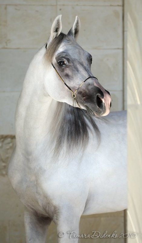 лошадь, мрамор *** фото превью