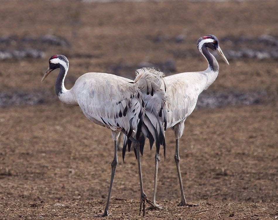 серый, журавль, Alena