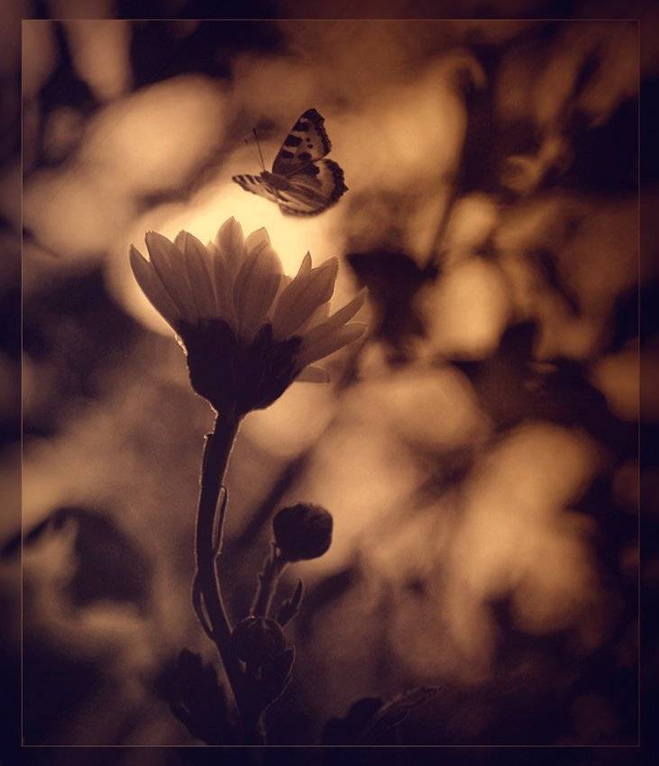 , Лана Тополева