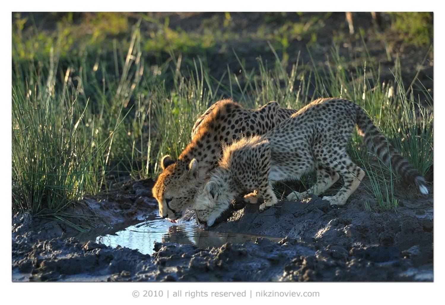 гепард, дикие животные, вода, жажда, источник, африка, саванна, серенгети, танзания, Николай Зиновьев