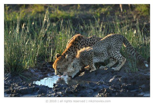 Источник жизни