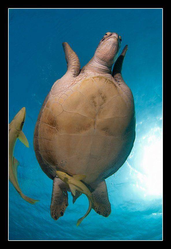 черепаха, Дмитрий