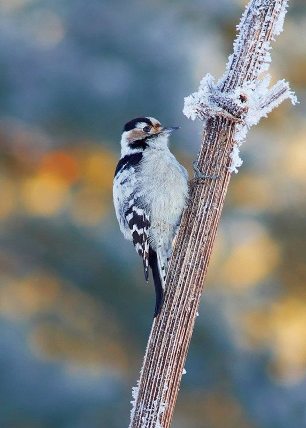 , Александр Виноградов