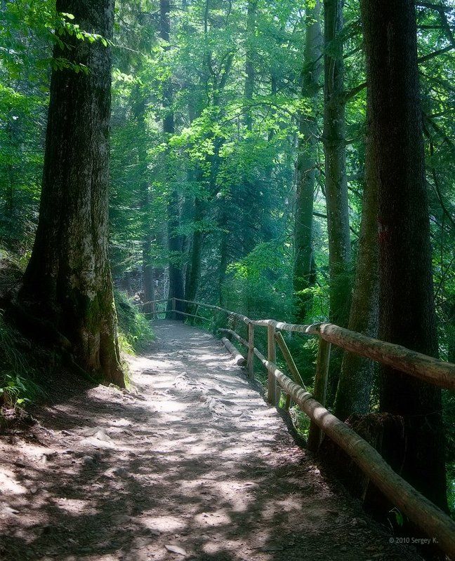 лес, карпаты, синевир, закарпатье, природа Дорога к озеру фото превью