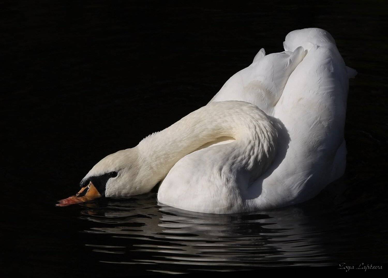 лебеди, птицы, животные,лебедь, Зоя Лаптева