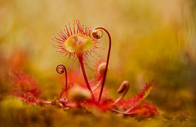 росянка, макропейзаж Другие миры 2 фото превью